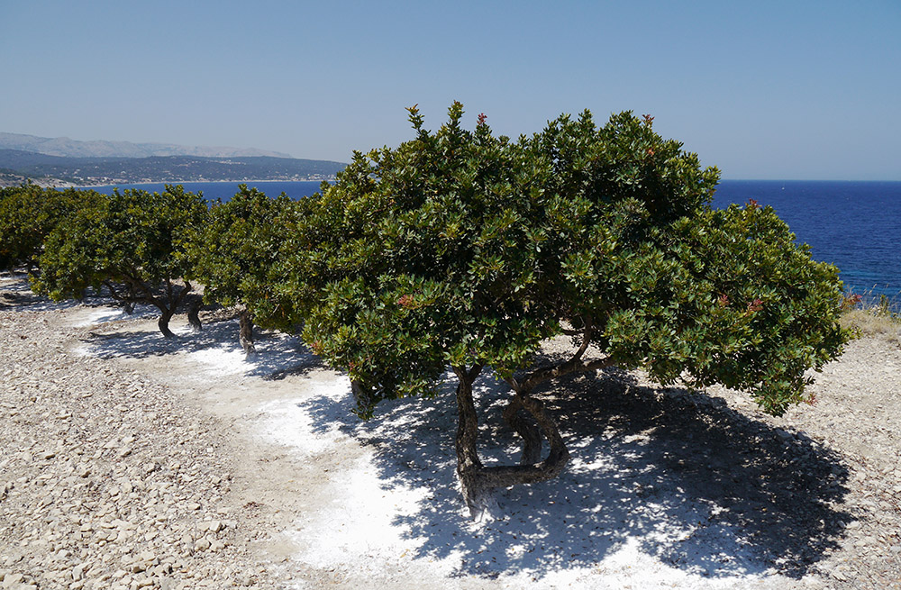 mastic grove on chios